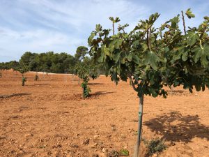 Feigenfinca in Llucmajor