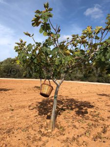 Feigenfinca in Llucmajor